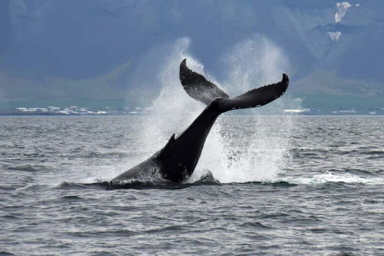 Reykjavik: Whale Watching Tour with Expert Guide - Who Should Consider This Tour?