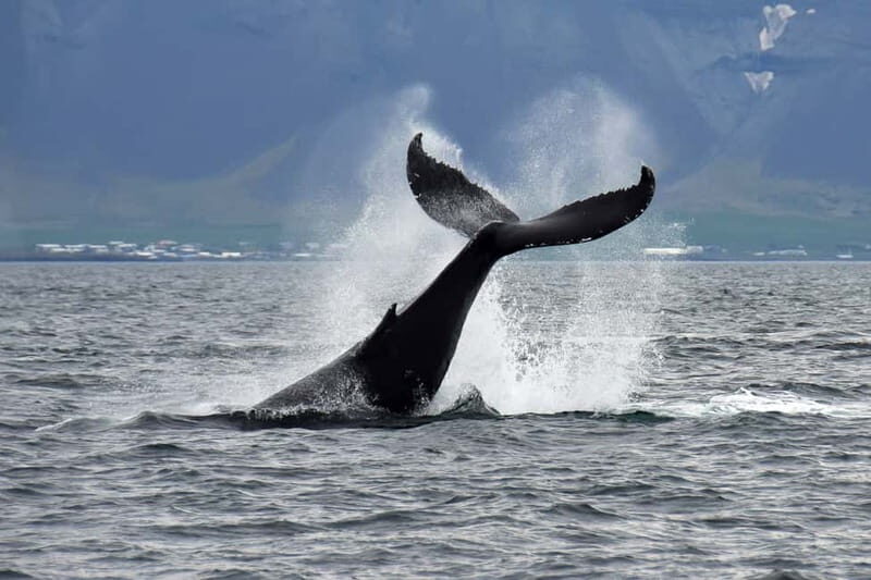 Reykjavik: Whale Watching Tour with Expert Guide - Who Should Consider This Tour?