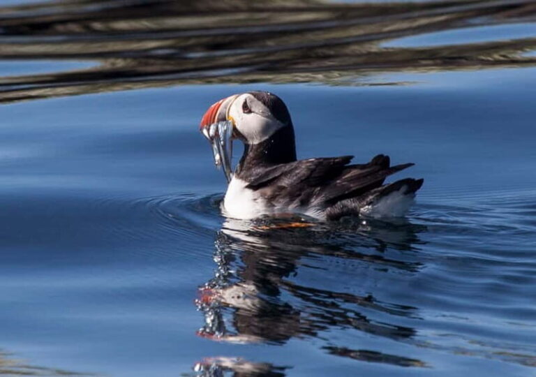 Reykjavik: Whales and Puffins Express Cruise Combo Tour - Final Thoughts: Is This Tour Worth It?