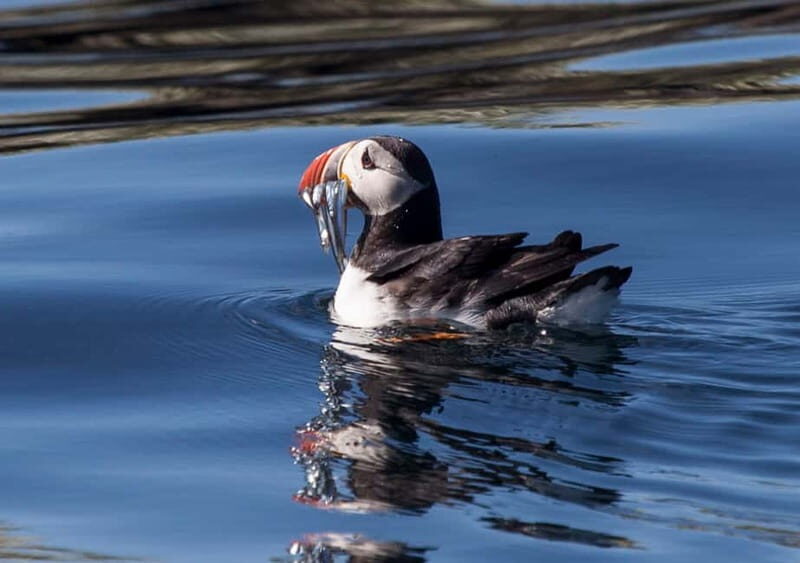 Reykjavik: Whales and Puffins Express Cruise Combo Tour - Final Thoughts: Is This Tour Worth It?