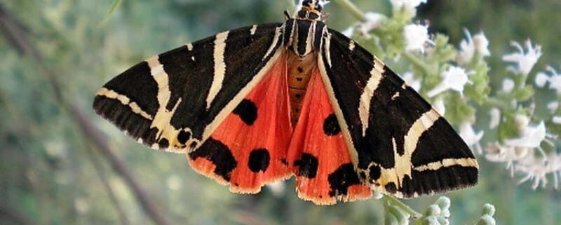 Rhodes: Butterfly Valley and Filerimos Hill Bus Trip - The Practical Side: Price, Duration, and Tips