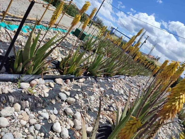 Rhodes:Explore the farm's paths & discover aloe vera & herbs - The Significance of the Experience
