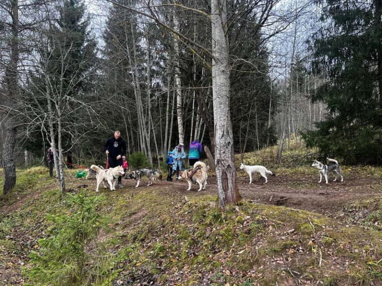 Riga: Husky Hike in the Nature Trail - Why This Tour Offers Great Value