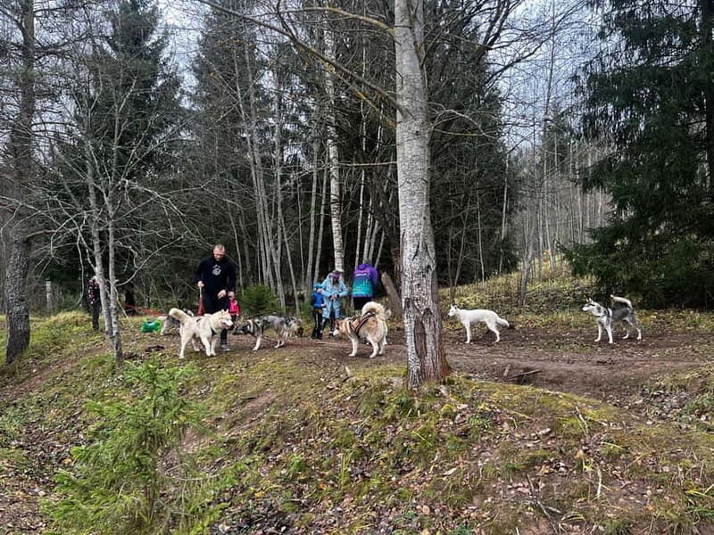 Riga: Husky Hike in the Nature Trail - Why This Tour Offers Great Value