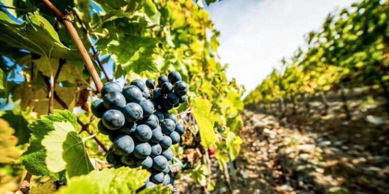 Romanian Wine Tasting Tour & Appetizers with Sommelier - Exploring the Full Experience