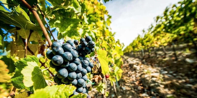 Romanian Wine Tasting Tour & Appetizers with Sommelier - Exploring the Full Experience