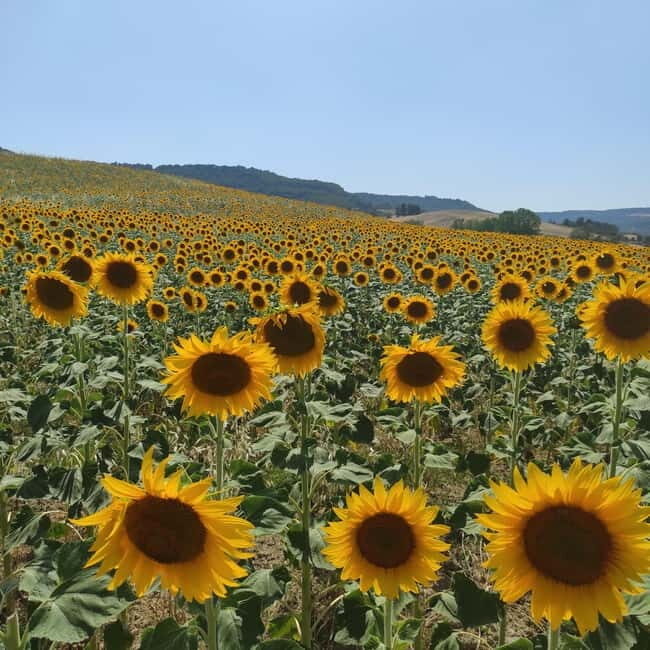 Rome to Tuscany (Florence) Private Transfer and Tour - Why This Tour Works Well