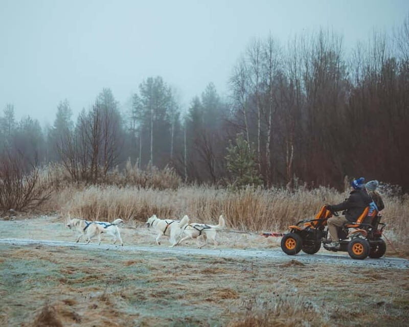 Rovaniemi: Autumn Husky Ride on Wheels - Who Is This Tour Best For?