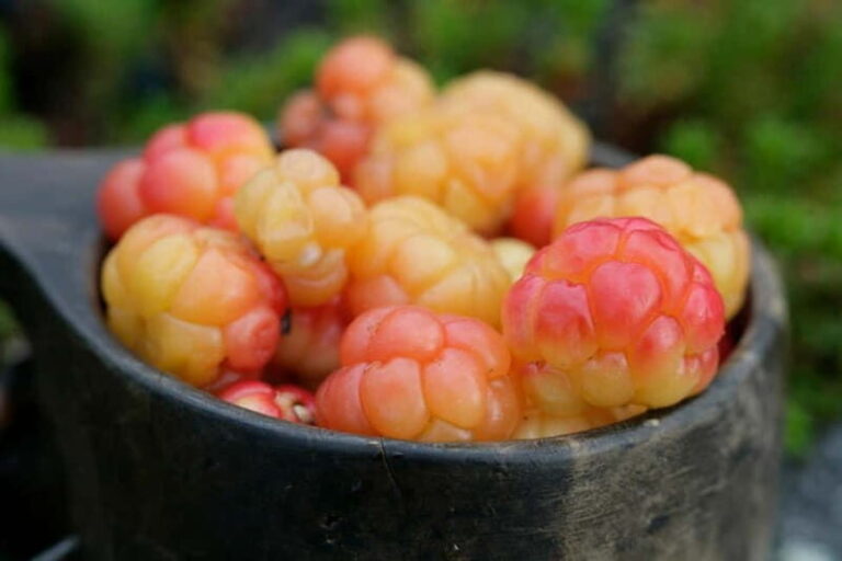 Rovaniemi: Berry and Mushroom Picking Tour with Pancakes - What’s Included and What You Should Bring