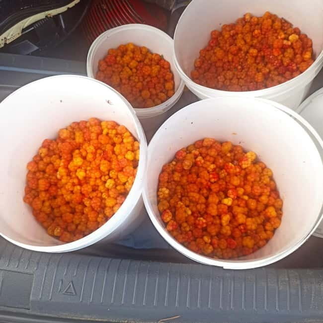 Rovaniemi: Berry Picking Tour with Traditional Laavu - What to Expect from the Rovaniemi Berry Picking Tour