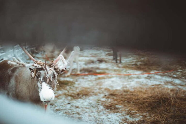 Rovaniemi: Early Winter Reindeer Sleigh Ride 1-2 km - Value and Considerations