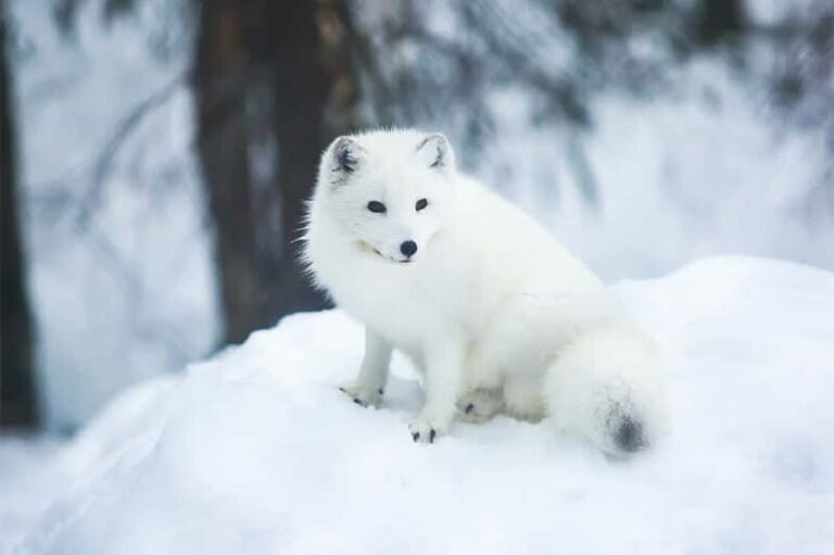 Rovaniemi: Full-Day Highlights Tour with Buffet Lunch - How Well Does It Value?