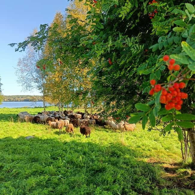 Rovaniemi: Guided Tour to a Sheep Farm in Lapland - What Makes This Tour Stand Out