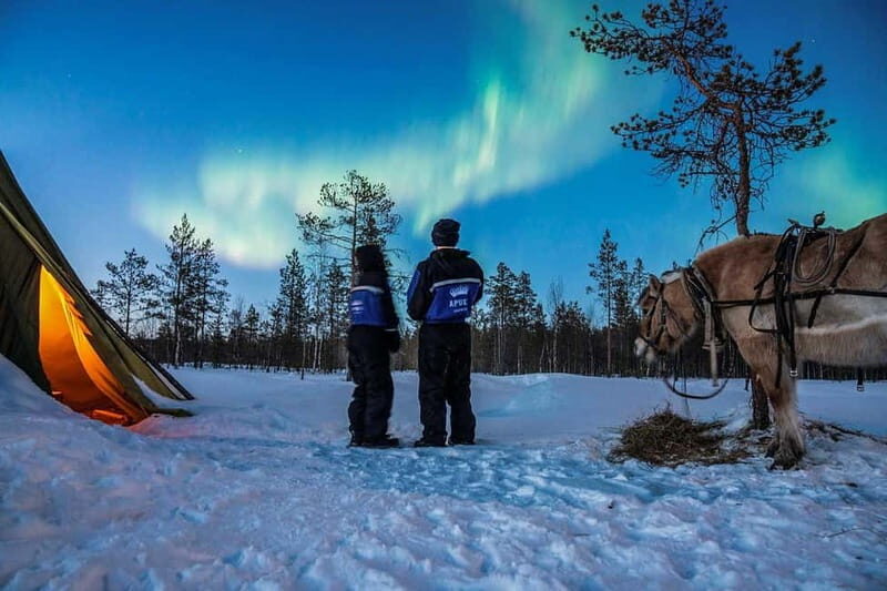 Rovaniemi: Horse Sleigh Ride under the Night Sky - The Value of This Tour
