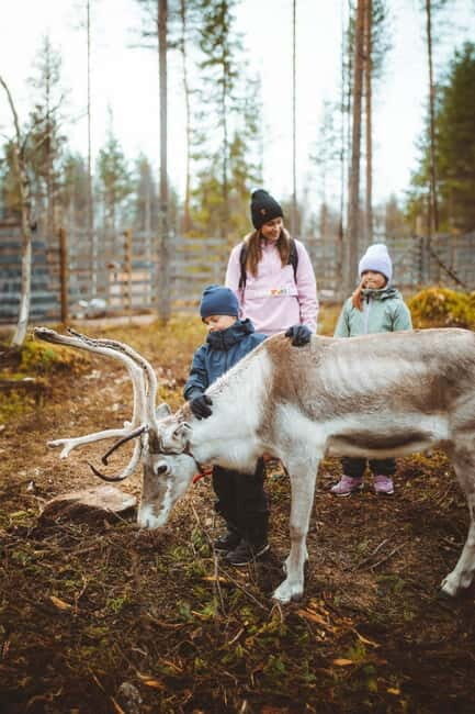 Rovaniemi: Meet and Feed Reindeer - What to Expect During Your Reindeer Encounter