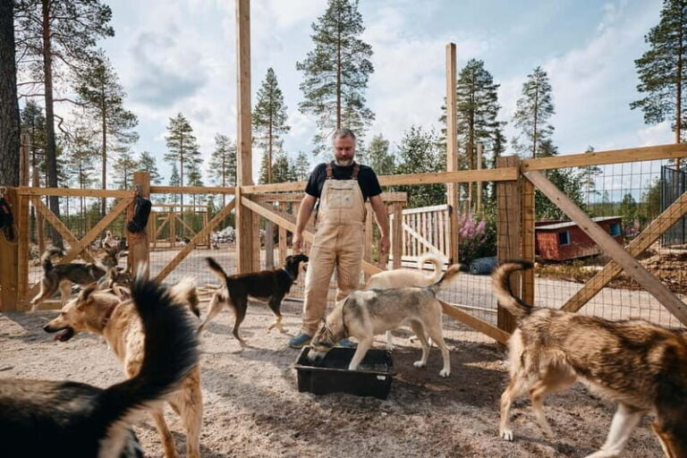 Rovaniemi: Modern husky kennel tour and cart ride in summer - The Itinerary Breakdown