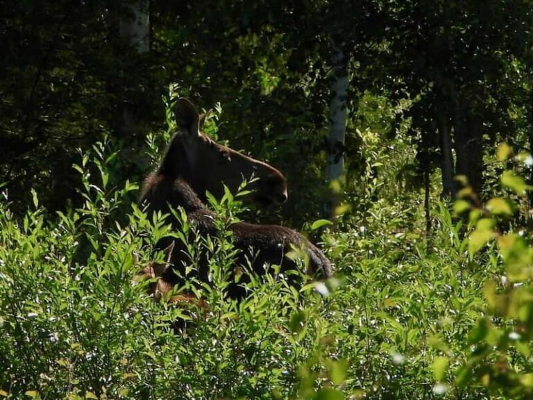 Rovaniemi: Moose Spotting Safari with good snacks - Stops and Sightings