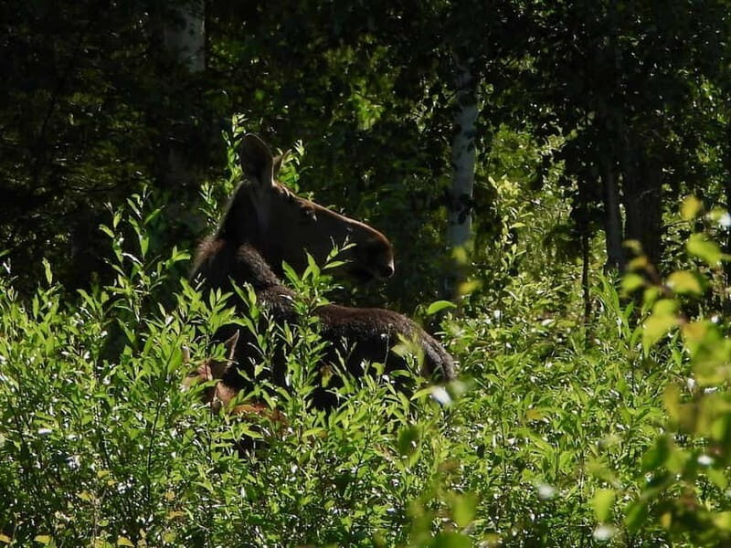 Rovaniemi: Moose Spotting Safari with good snacks - Stops and Sightings