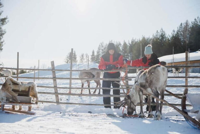 Rovaniemi: Reindeer Experience with Sleigh Ride - What’s Included and How It Feels