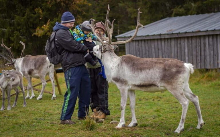 Rovaniemi: Reindeer Farm Visit at Autumn - The Reindeer Experience in Detail