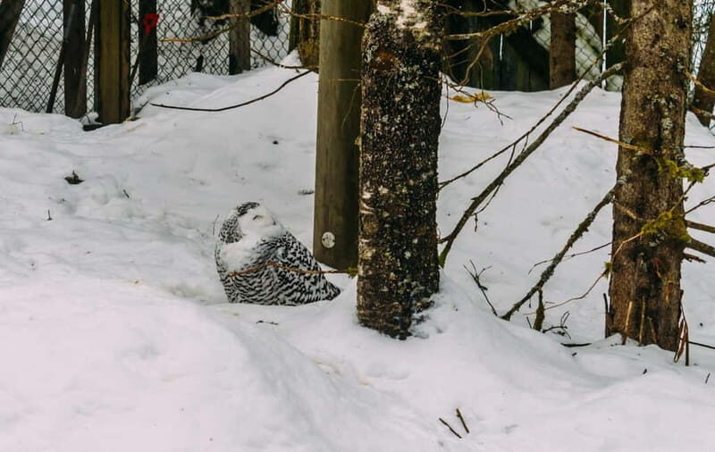 Rovaniemi: Trip to Ranua Zoo with Tickets - Why This Tour Offers Good Value