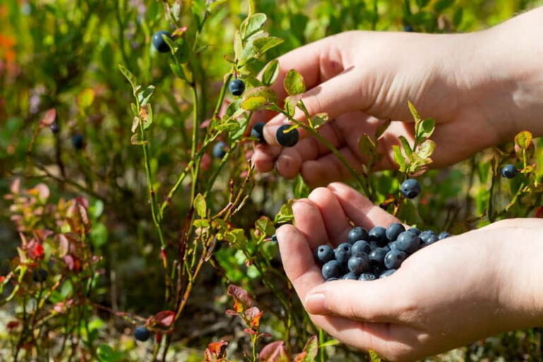Rovaniemi: Wild Berry Picking and Juice Making - The Practical Aspects