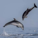 Rovinj: Dolphin Watching Sunset Speedboat Tour with Drinks - Why This Tour is Special