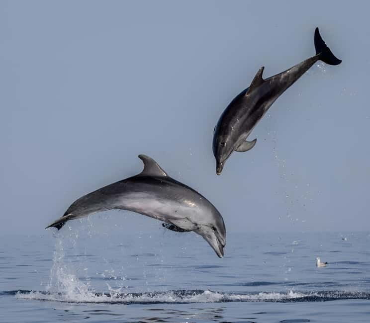 Rovinj: Dolphin Watching Sunset Speedboat Tour with Drinks - Why This Tour is Special