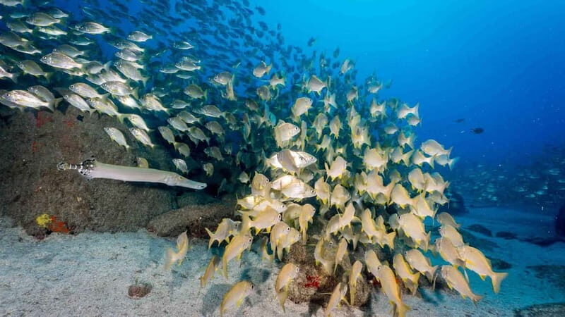 S Tenerife: Guided Boat Dive for Qualified Divers - Why This Tour Stands Out