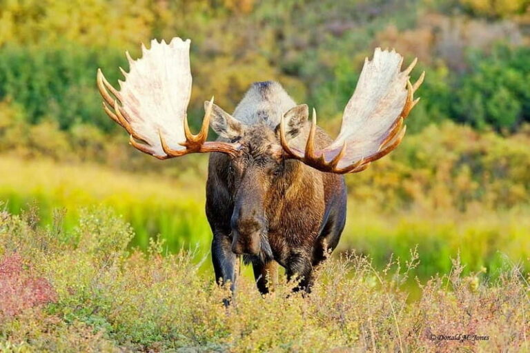Saariselka: Moose Safari in Inari  Saariselkä - The Itinerary: What to Expect on Your Moose Safari