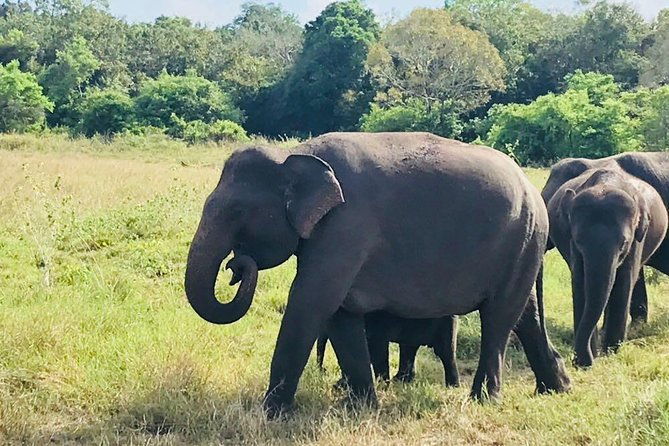 Safari Tour at Minneriya National Park - Discovering the Safari at Minneriya National Park: An Authentic Elephant Encounter