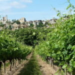Saint-Martin-d'Ardèche: Electric Bike Wine Tour & Tasting - Final Thoughts