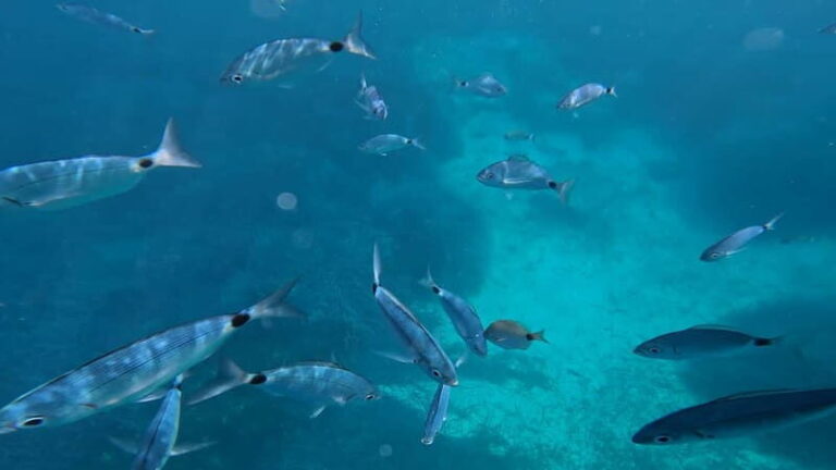 Salou: Underwater scooters - In The Sum Up: Why This Tour Stands Out