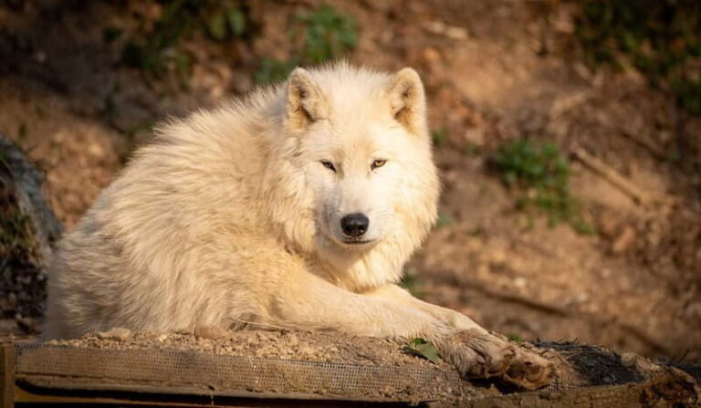 Salzburg Zoo Hellbrunn Skip-the-line Tickets & Private Car - The Itinerary: What to Expect During Your Day