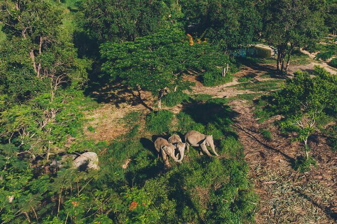 Samui Elephant Kingdom Ethical Sanctuary and Skywalk Tour - Honest Review of the Samui Elephant Kingdom Ethical Sanctuary and Skywalk Tour