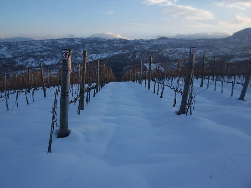 San Mango sul Calore: Wine Tasting Experience - The Vineyard and Winery Tour