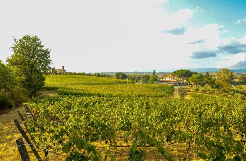 San Miniato: Organic Wine Tasting and Vineyard Tour - The Experience: From Vineyard to Glass