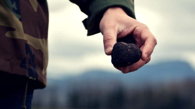San Miniato: Truffle Hunting Experience - Who Will Enjoy This Tour?