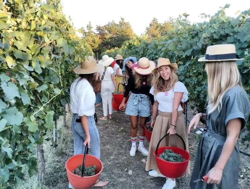 Santa Maria Imbaro: Grape Harvest with Pressing + Picnic among olive trees and vineyards - The Value of the Experience