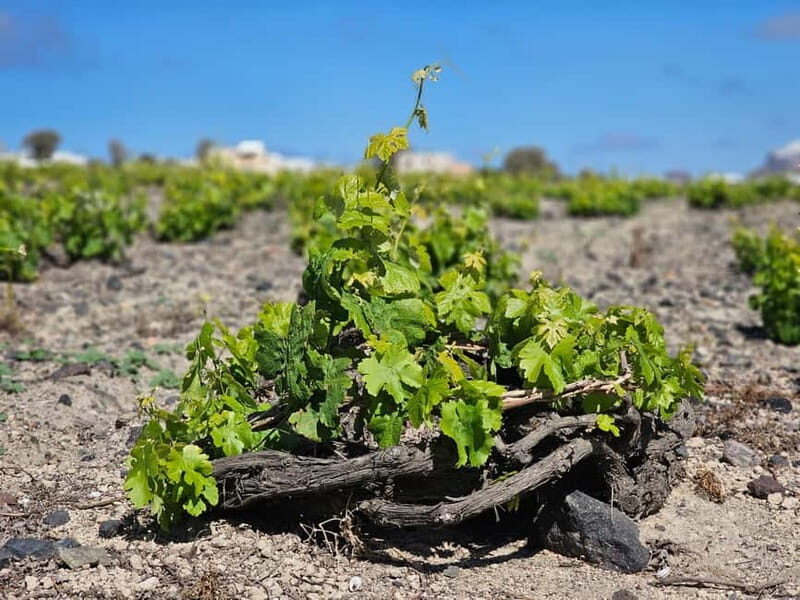 Santorini: Shared Wine Tasting and Culinary Experience - What Makes This Tour Stand Out?