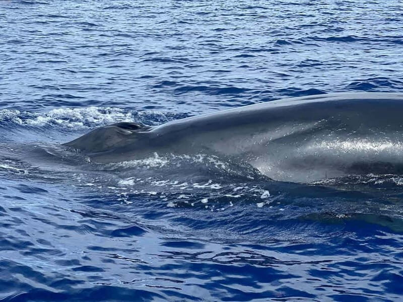 São Miguel, Azores: Whale and Dolphin Watching Tour - The Value of the Experience