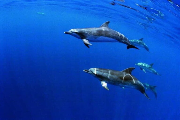 São Miguel: Swim with Wild Dolphins in the Open Ocean - What to Expect: Practical Details