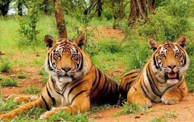 Sariska Tiger Reserve Safari tour from Jaipur - An Overview of the Experience