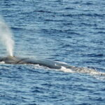 Savona: Pelagos Sanctuary Guided Cetacean Watching Tour - How It Compares to Similar Experiences