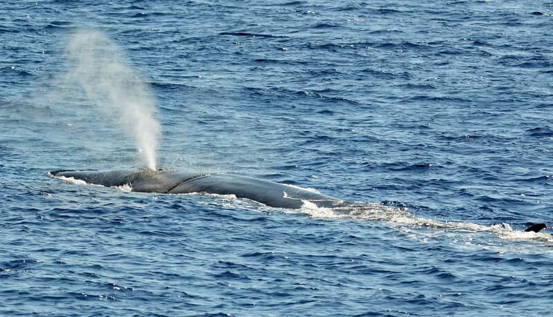 Savona: Pelagos Sanctuary Guided Cetacean Watching Tour - How It Compares to Similar Experiences