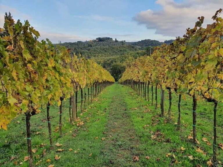Scandicci: Bellavista Wine Tasting Experience - Practical Details and Considerations