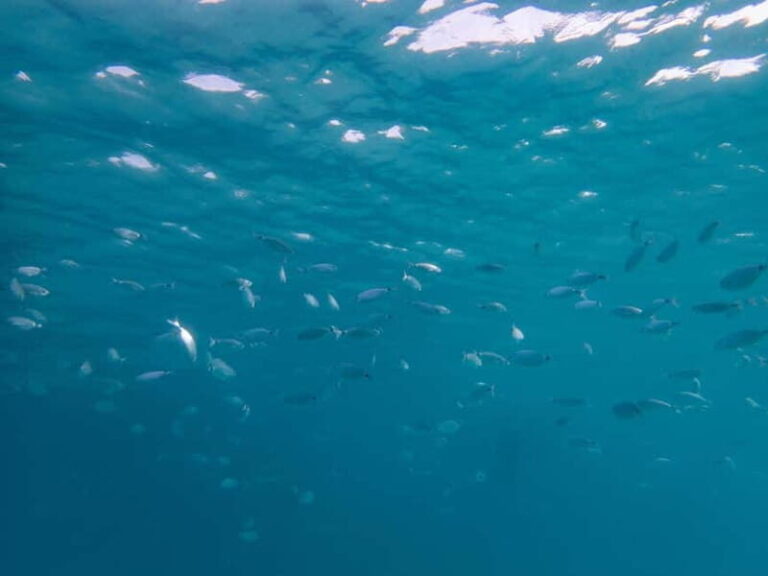 Scuba diving experience in La Maddalena : Baptism of the sea - The Benefits of a Small Group and Personalized Guidance