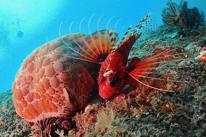 Scuba Diving For Beginners - Introduction to the Tour