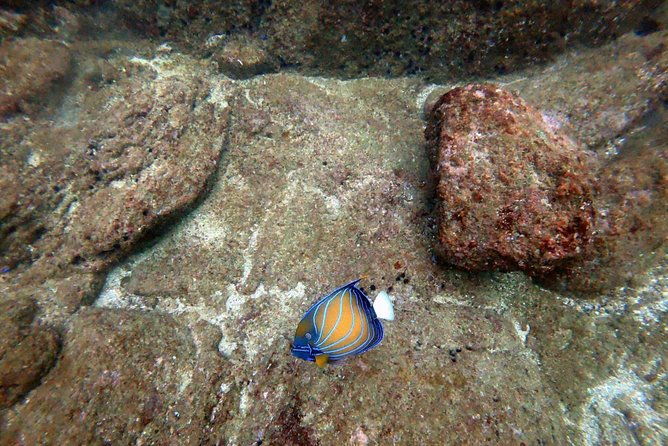 Scuba Diving in Mirissa - Introduction: Exploring the Underwater Wonders of Mirissa