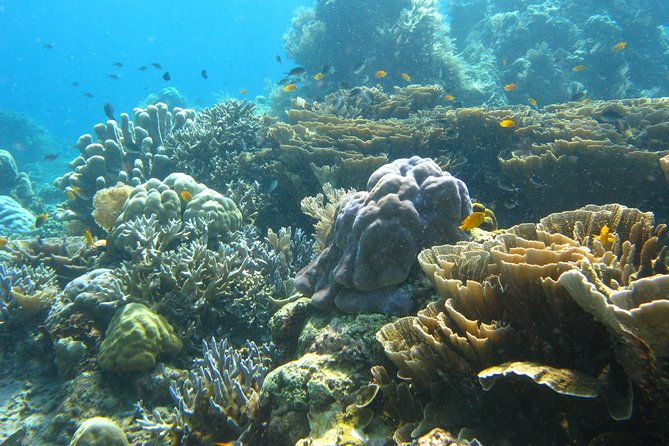 Scuba diving in PADANG BAY BALI - Exploring the Scuba Diving in Padang Bay, Bali: A Complete Review